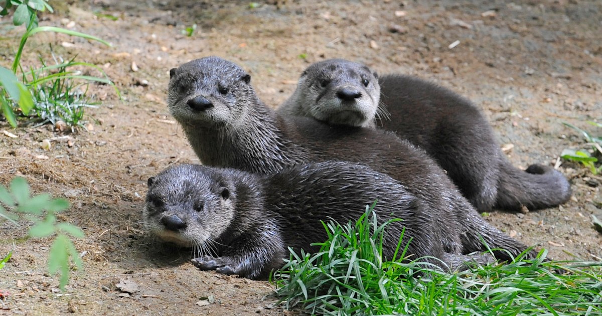 Significant otters Three North American river otters are born in Brooklyn